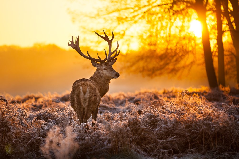 Deer hunting tips and tricks