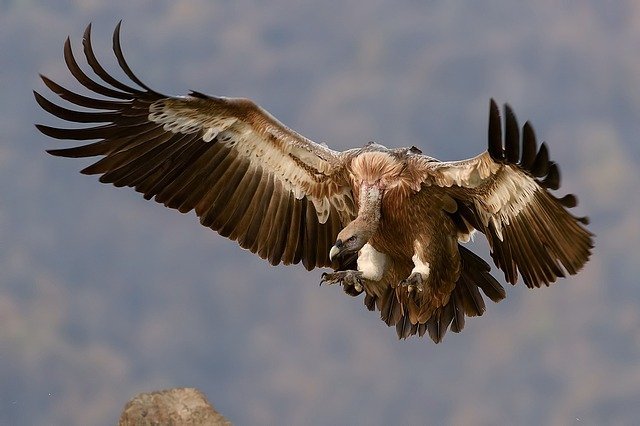 use a spotting scope for birding
